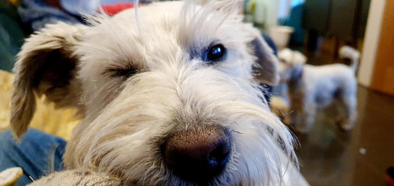 The Sleeping Dog Room At The Grumpy Schnauzer Bnb Huge Room, Luxe Suite, Private Hot Tub, Breakfast, Gym, Games Room, Farm Stay, Amazing Airdrie Εξωτερικό φωτογραφία