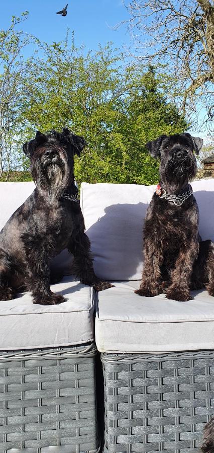 The Sleeping Dog Room At The Grumpy Schnauzer Bnb Huge Room, Luxe Suite, Private Hot Tub, Breakfast, Gym, Games Room, Farm Stay, Amazing Airdrie Εξωτερικό φωτογραφία